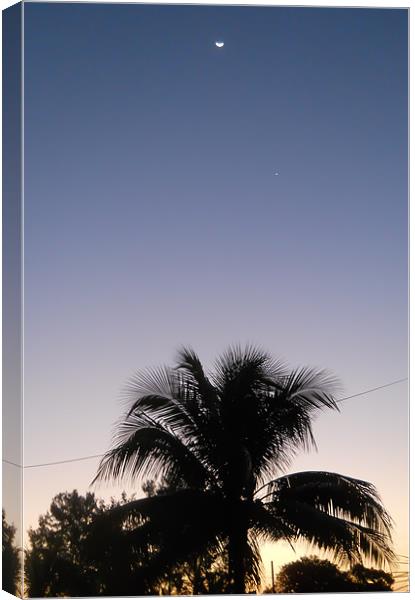 Palm Tree Sunset. Canvas Print by Kitty 