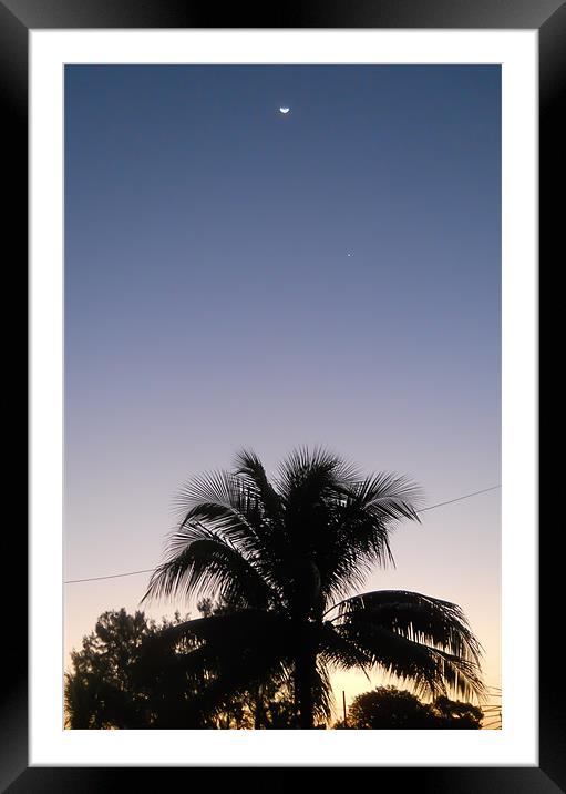 Palm Tree Sunset. Framed Mounted Print by Kitty 