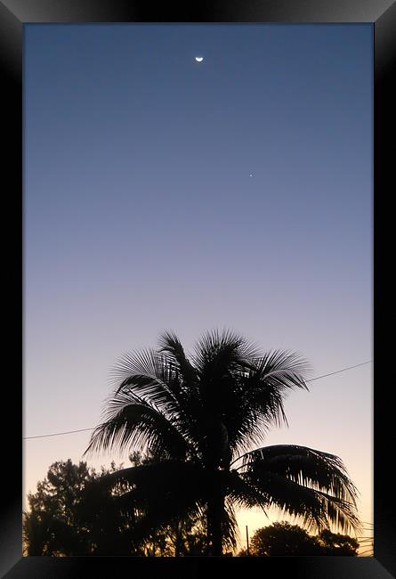 Palm Tree Sunset. Framed Print by Kitty 