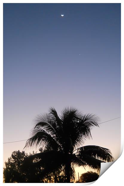 Palm Tree Sunset. Print by Kitty 
