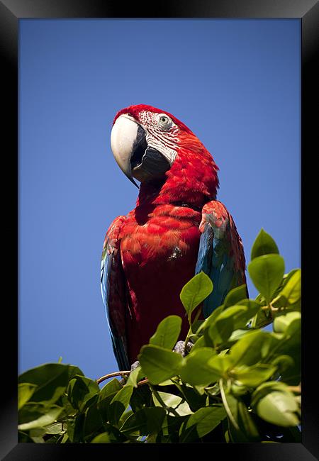 Scarlet Macaw Framed Print by peter schickert