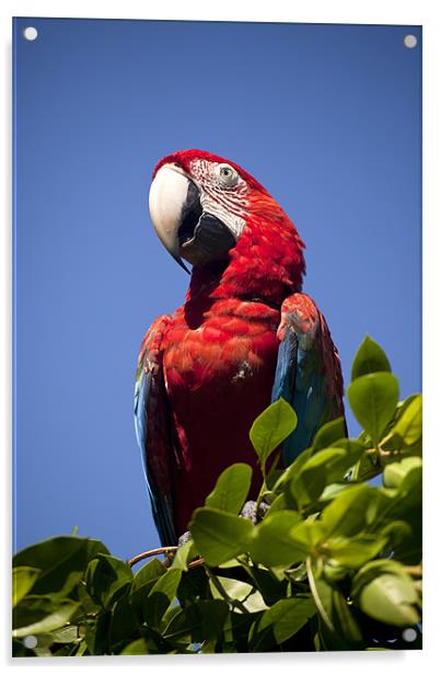 Scarlet Macaw Acrylic by peter schickert