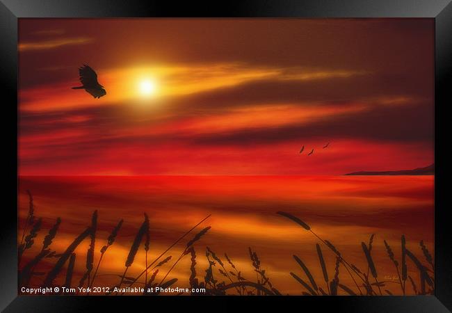 AUGUST SUNSET Framed Print by Tom York
