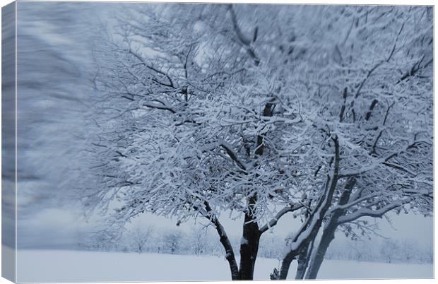 Snow Tree Canvas Print by sheila young