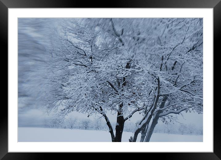 Snow Tree Framed Mounted Print by sheila young