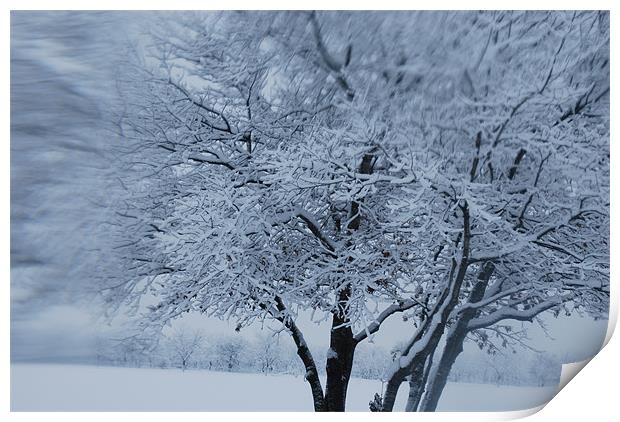 Snow Tree Print by sheila young
