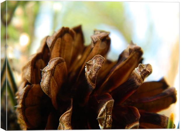 The Pine cone Canvas Print by Kirsty Turnbull