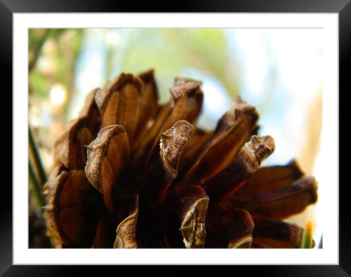 The Pine cone Framed Mounted Print by Kirsty Turnbull
