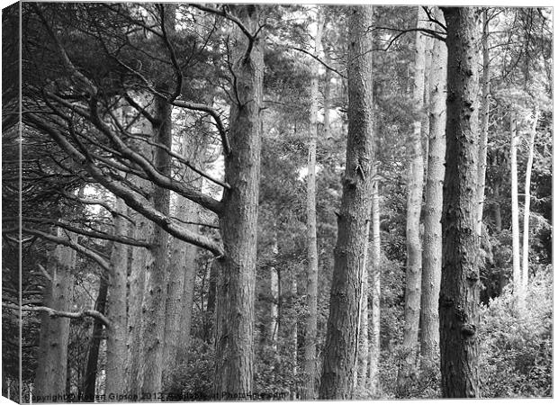 Wood in forest pines Canvas Print by Robert Gipson