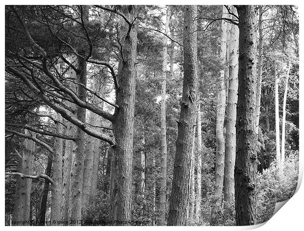 Wood in forest pines Print by Robert Gipson