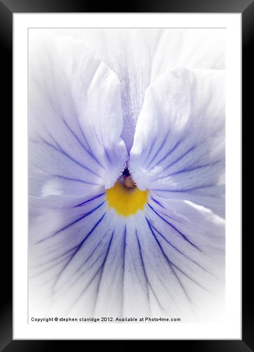 White pansy with blue veins Framed Mounted Print by stephen clarridge