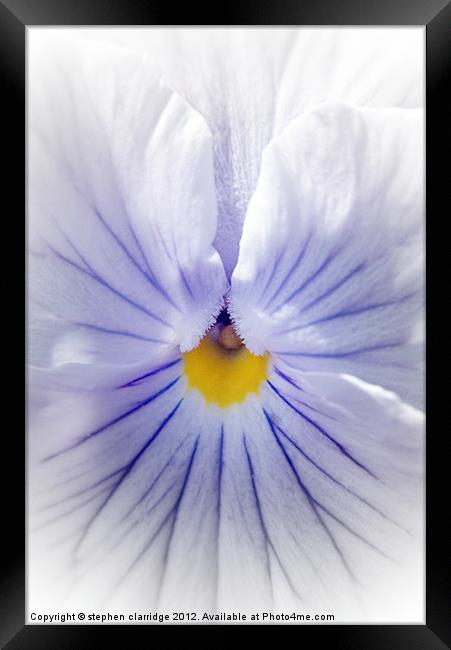 White pansy with blue veins Framed Print by stephen clarridge