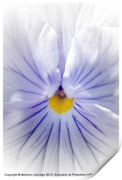 White pansy with blue veins Print by stephen clarridge