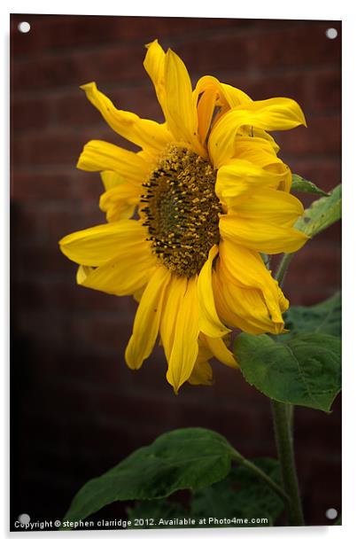 Sun flower Acrylic by stephen clarridge