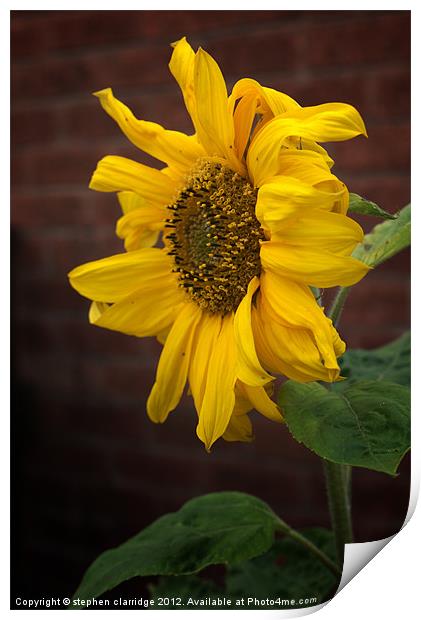 Sun flower Print by stephen clarridge