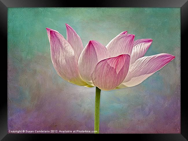 Pink Lotus Blossom Framed Print by Susan Candelario