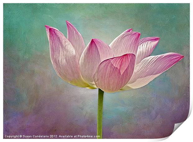 Pink Lotus Blossom Print by Susan Candelario