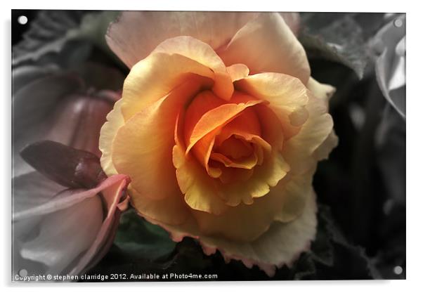 Orange rose Acrylic by stephen clarridge