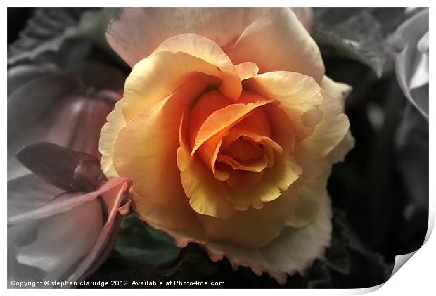 Orange rose Print by stephen clarridge