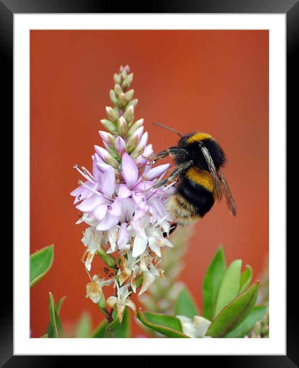 Busy Bee Framed Mounted Print by Mark Ewels