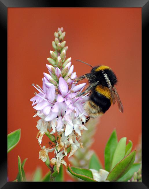 Busy Bee Framed Print by Mark Ewels