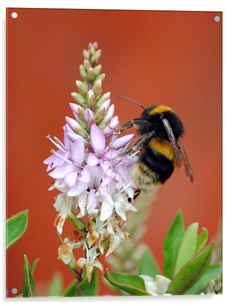 Busy Bee Acrylic by Mark Ewels