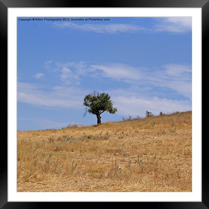 Summertime 1 Framed Mounted Print by Alfani Photography