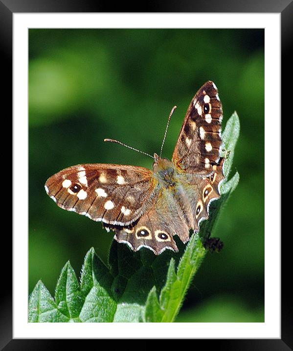 Speckled Wood Butterfly Framed Mounted Print by Mark Ewels