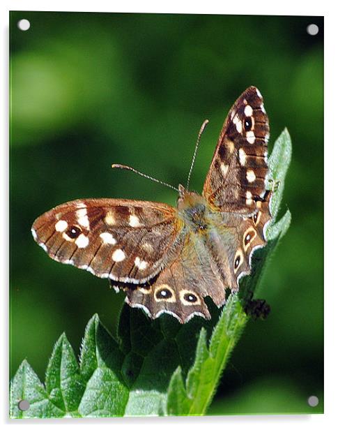 Speckled Wood Butterfly Acrylic by Mark Ewels