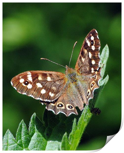 Speckled Wood Butterfly Print by Mark Ewels