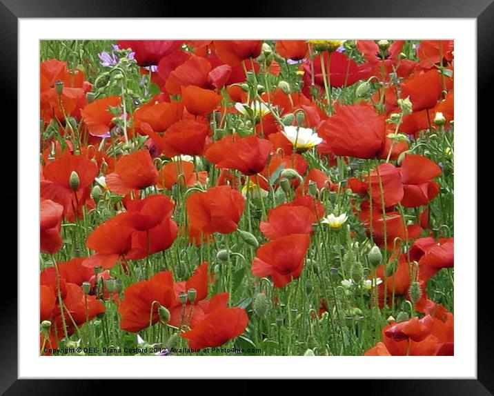 Poppy field Framed Mounted Print by DEE- Diana Cosford