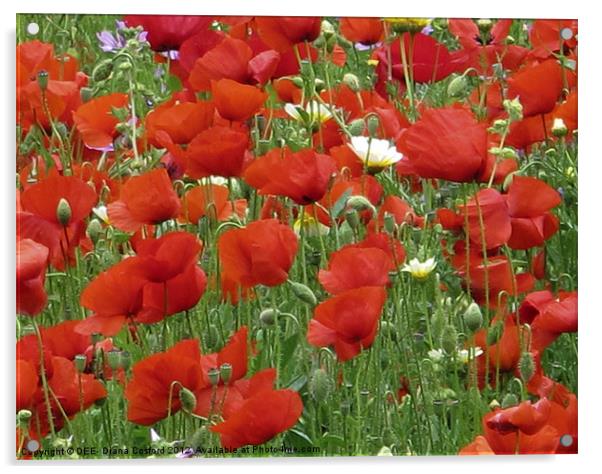 Poppy field Acrylic by DEE- Diana Cosford