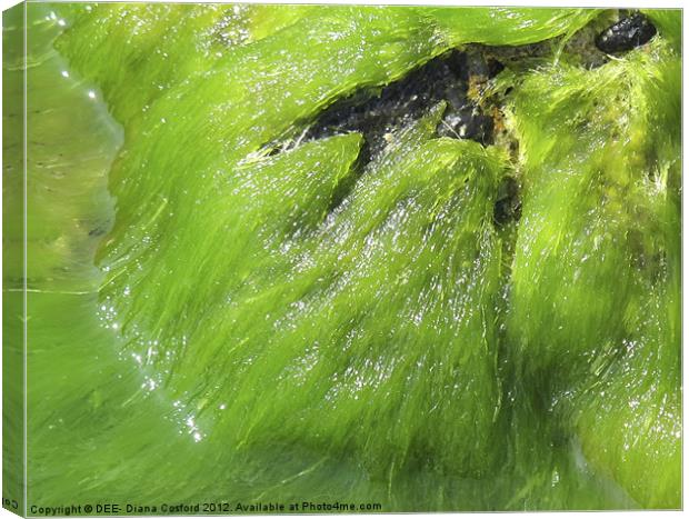 Bright green seaweed ebbs & flows Canvas Print by DEE- Diana Cosford