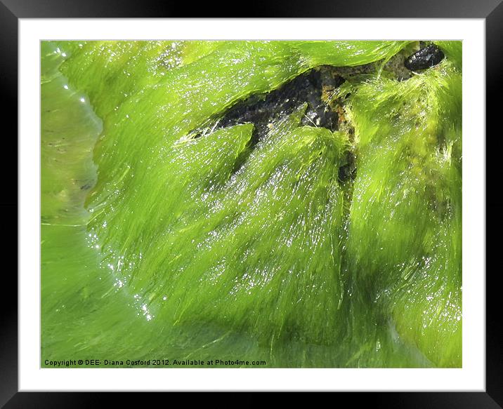 Bright green seaweed ebbs & flows Framed Mounted Print by DEE- Diana Cosford