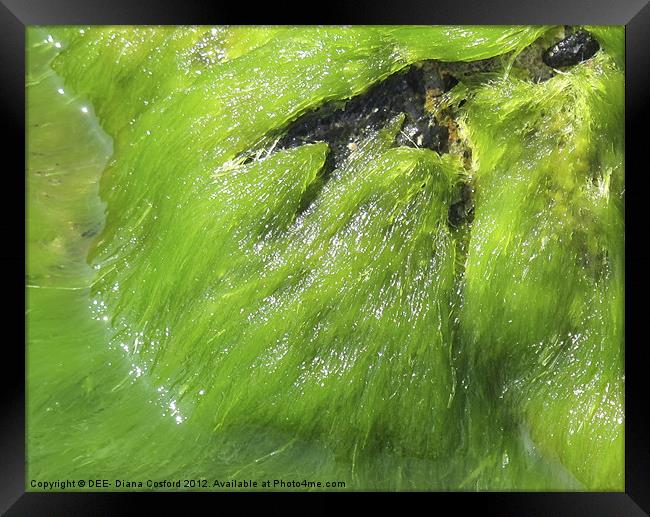 Bright green seaweed ebbs & flows Framed Print by DEE- Diana Cosford