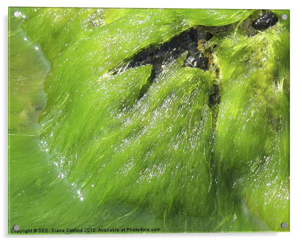 Bright green seaweed ebbs & flows Acrylic by DEE- Diana Cosford