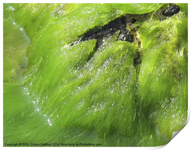 Bright green seaweed ebbs & flows Print by DEE- Diana Cosford