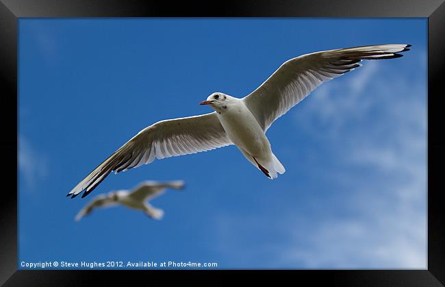 On the Wing Framed Print by Steve Hughes