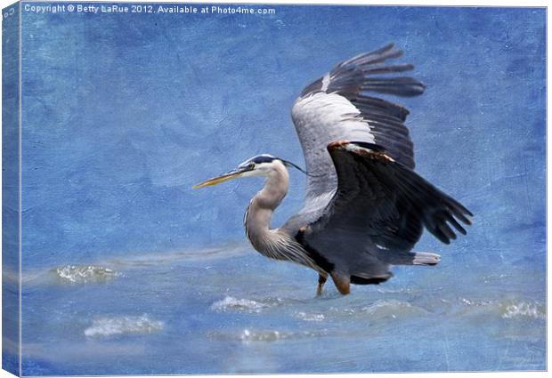 Great Blue Heron Fishing Canvas Print by Betty LaRue