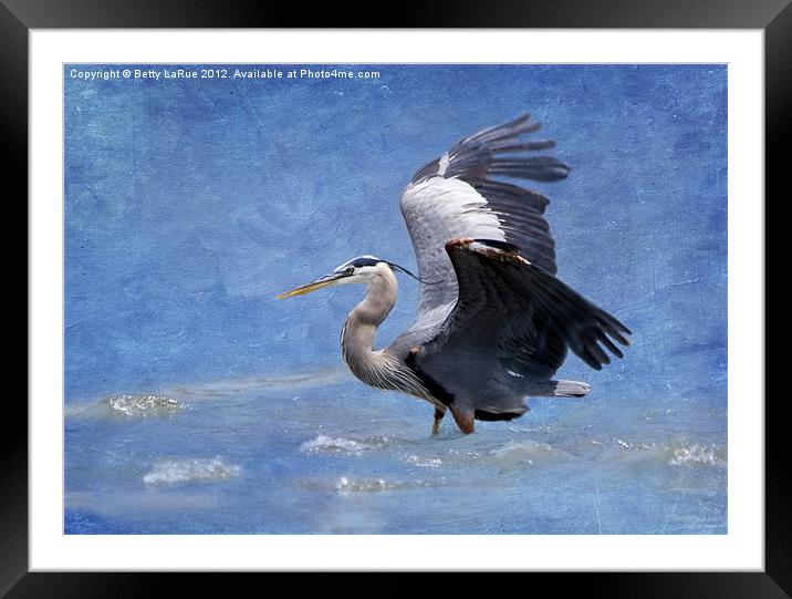 Great Blue Heron Fishing Framed Mounted Print by Betty LaRue