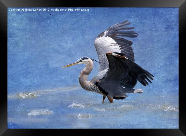 Great Blue Heron Fishing Framed Print by Betty LaRue