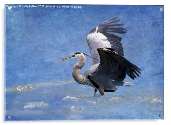 Great Blue Heron Fishing Acrylic by Betty LaRue