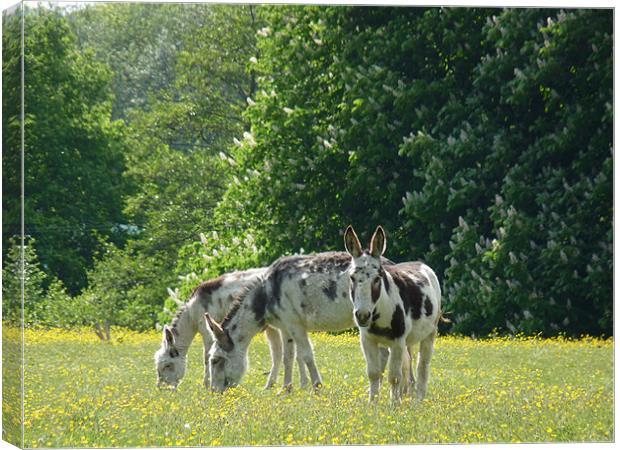 Donkeys In Buttercups Canvas Print by Noreen Linale