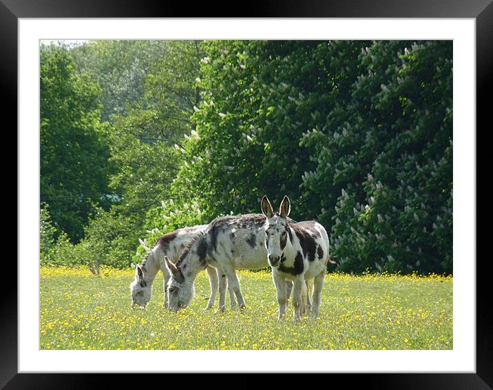 Donkeys In Buttercups Framed Mounted Print by Noreen Linale