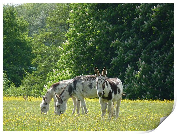Donkeys In Buttercups Print by Noreen Linale