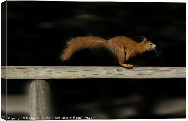 Red Squirrel On The Run Canvas Print by Philip Pound