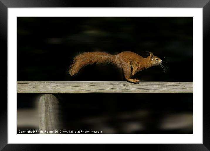 Red Squirrel On The Run Framed Mounted Print by Philip Pound