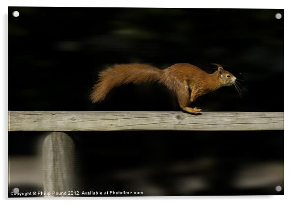 Red Squirrel On The Run Acrylic by Philip Pound