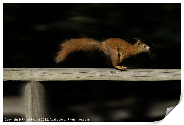 Red Squirrel On The Run Print by Philip Pound