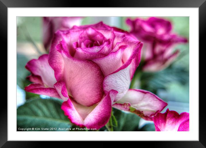 A rose by any other name.... Framed Mounted Print by Kim Slater